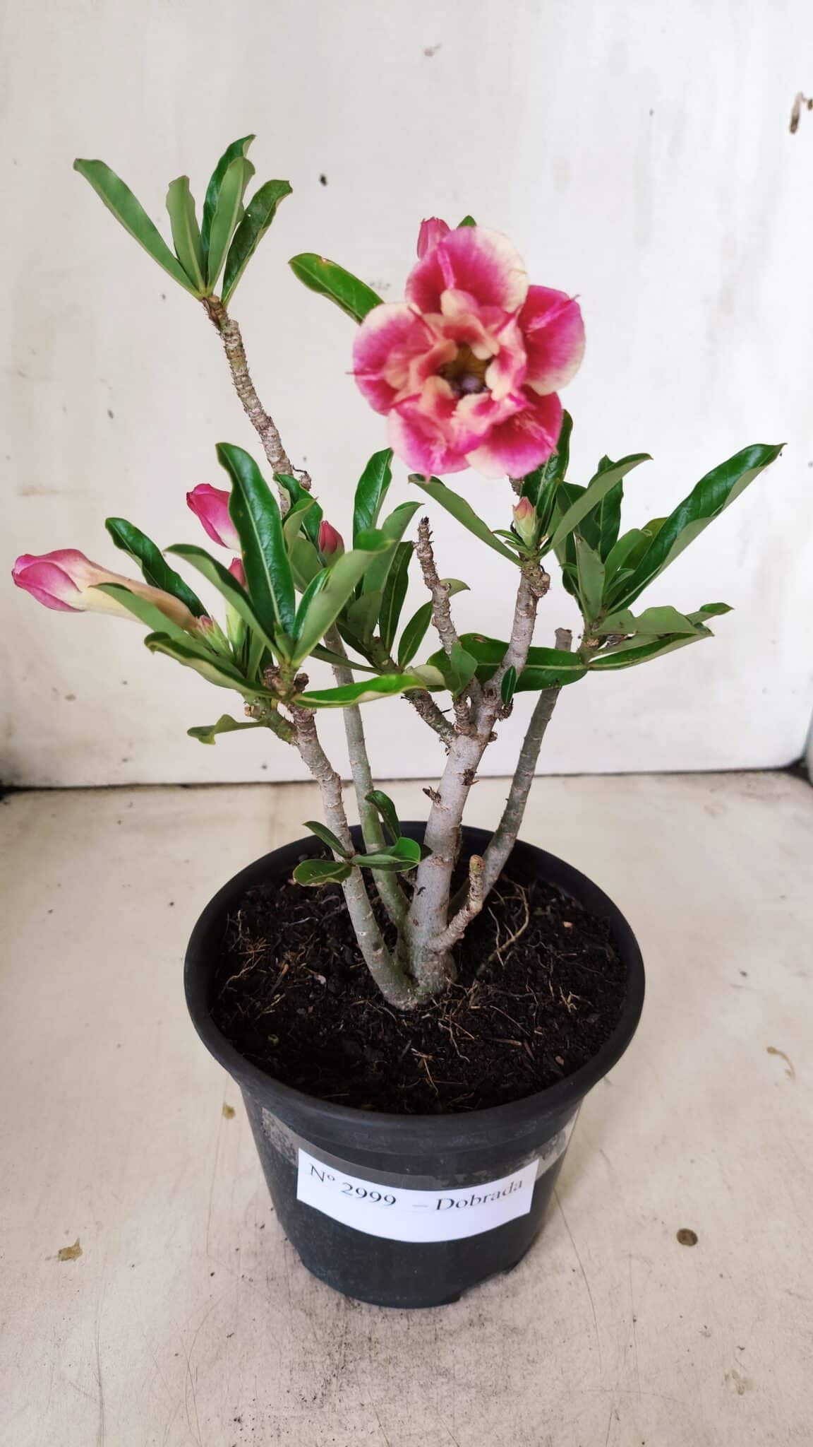 Planta Dobrada 2999 – 30cm – 02 anos