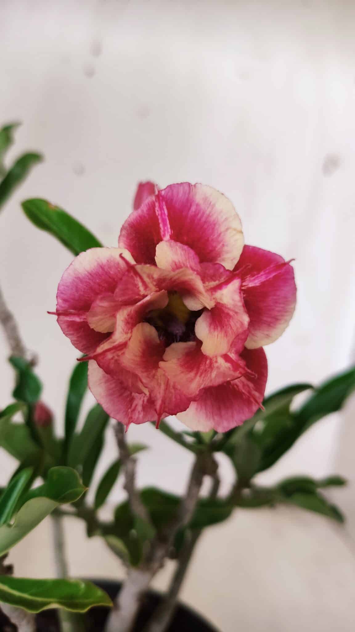 Planta Dobrada 2999 – 30cm – 02 anos