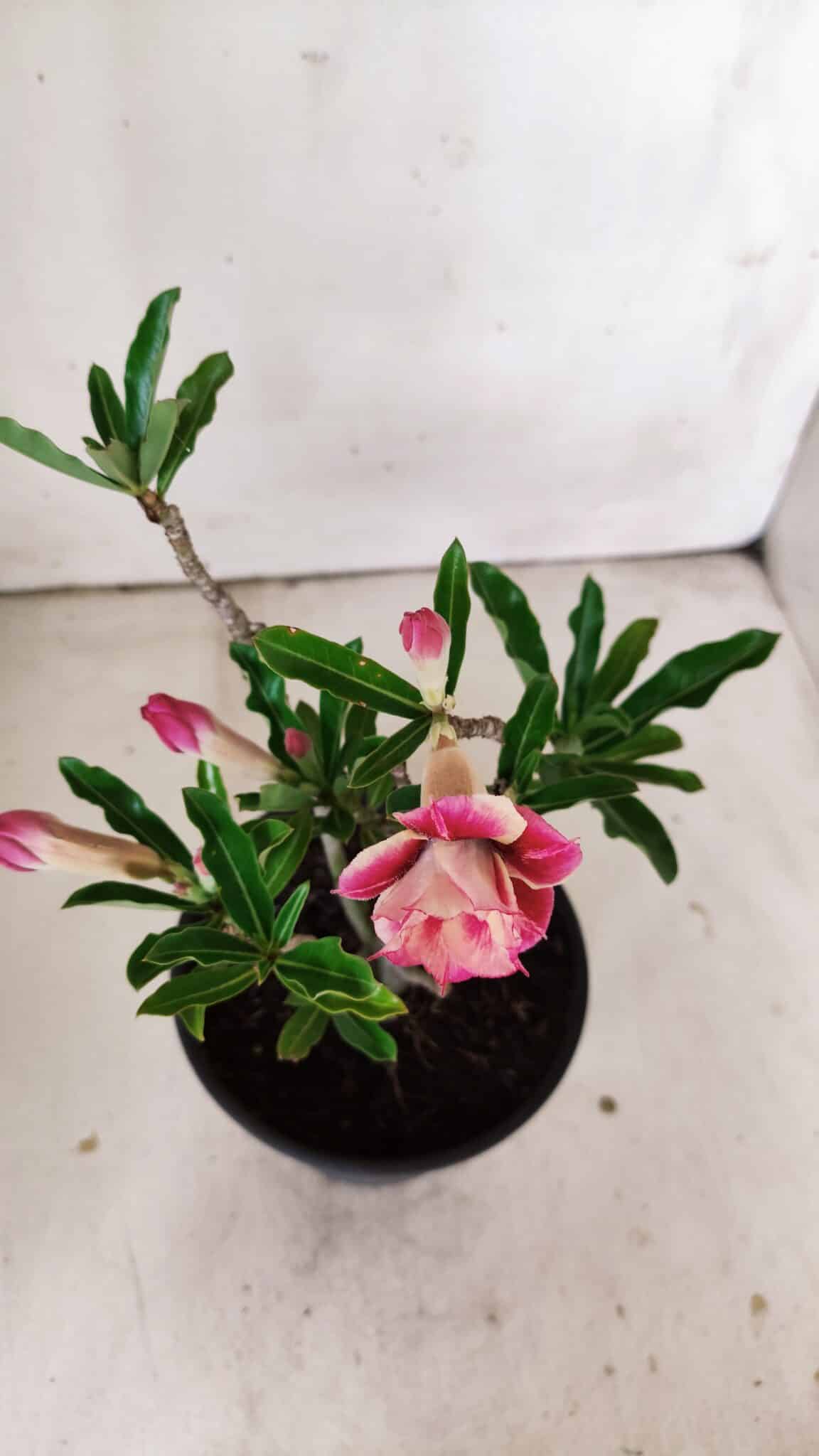 Planta Dobrada 2999 – 30cm – 02 anos