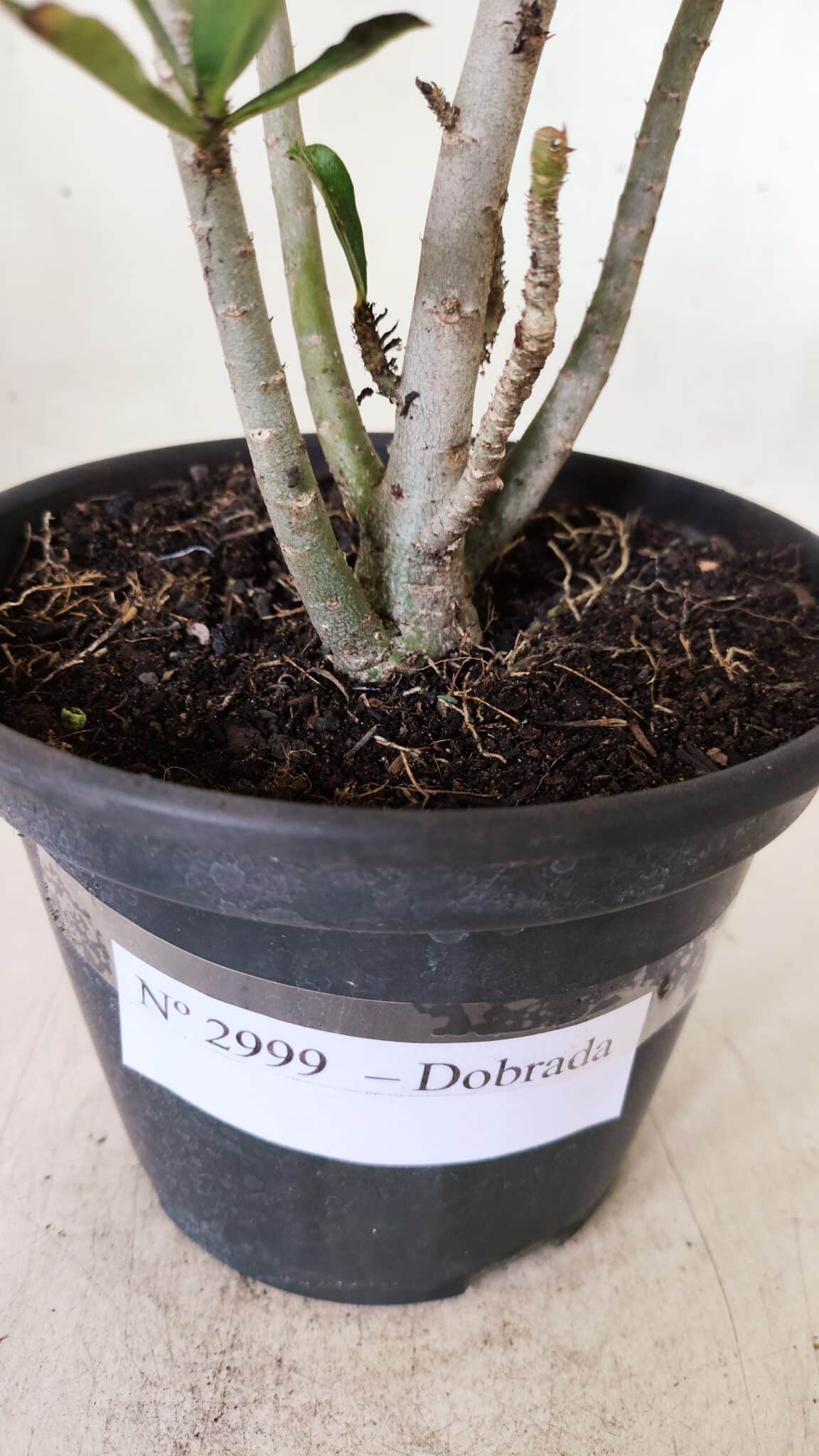 Planta Dobrada 2999 – 30cm – 02 anos