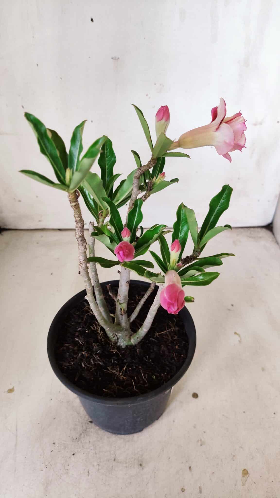 Planta Dobrada 2999 – 30cm – 02 anos