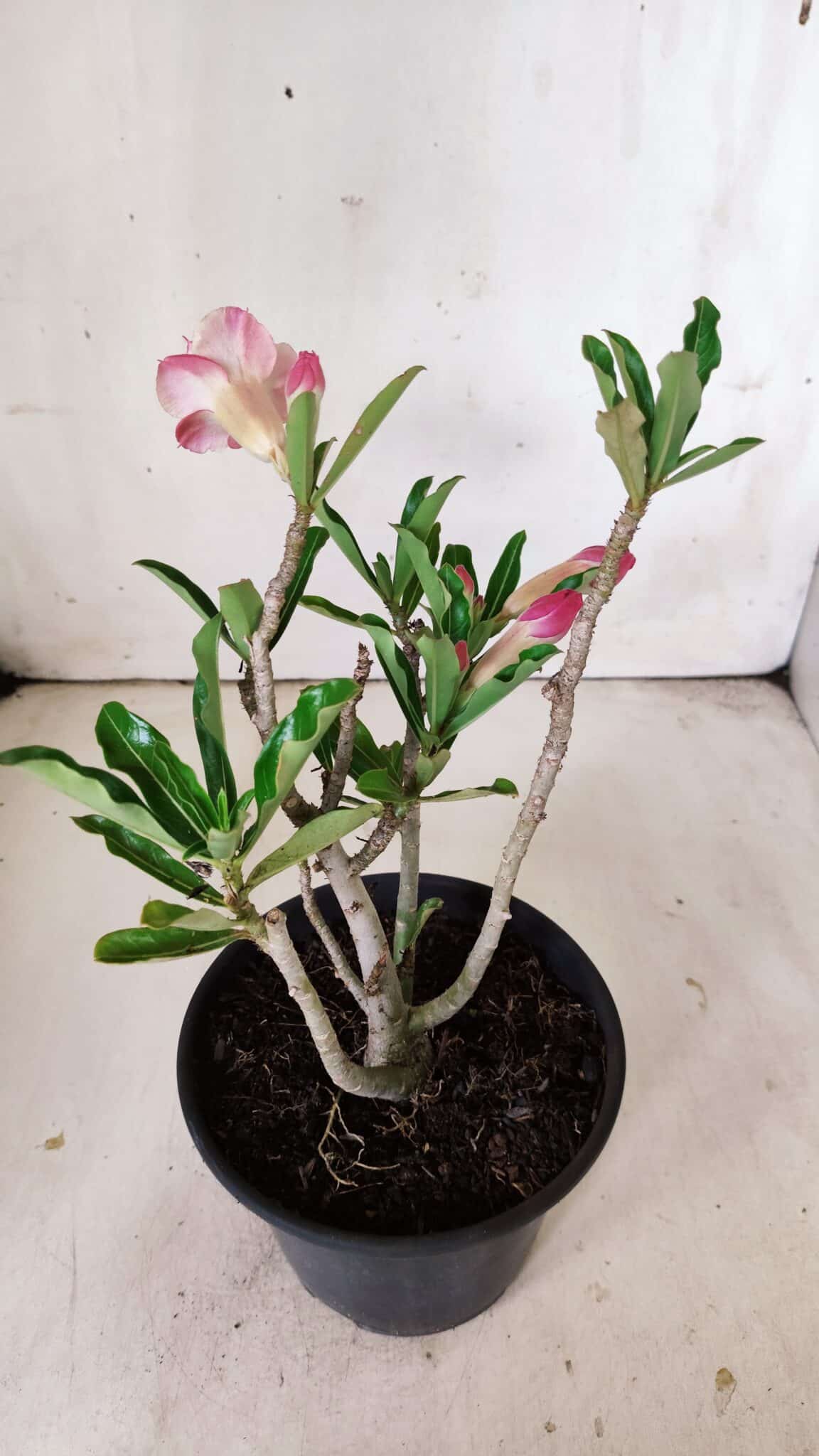 Planta Dobrada 2999 – 30cm – 02 anos