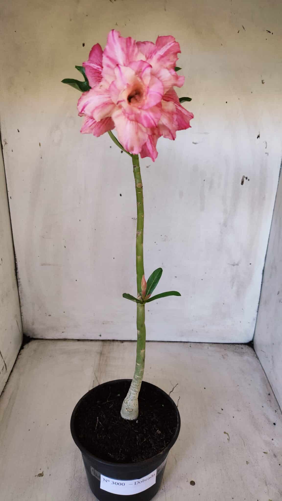 Planta Dobrada 3000 – 30cm – 02 anos