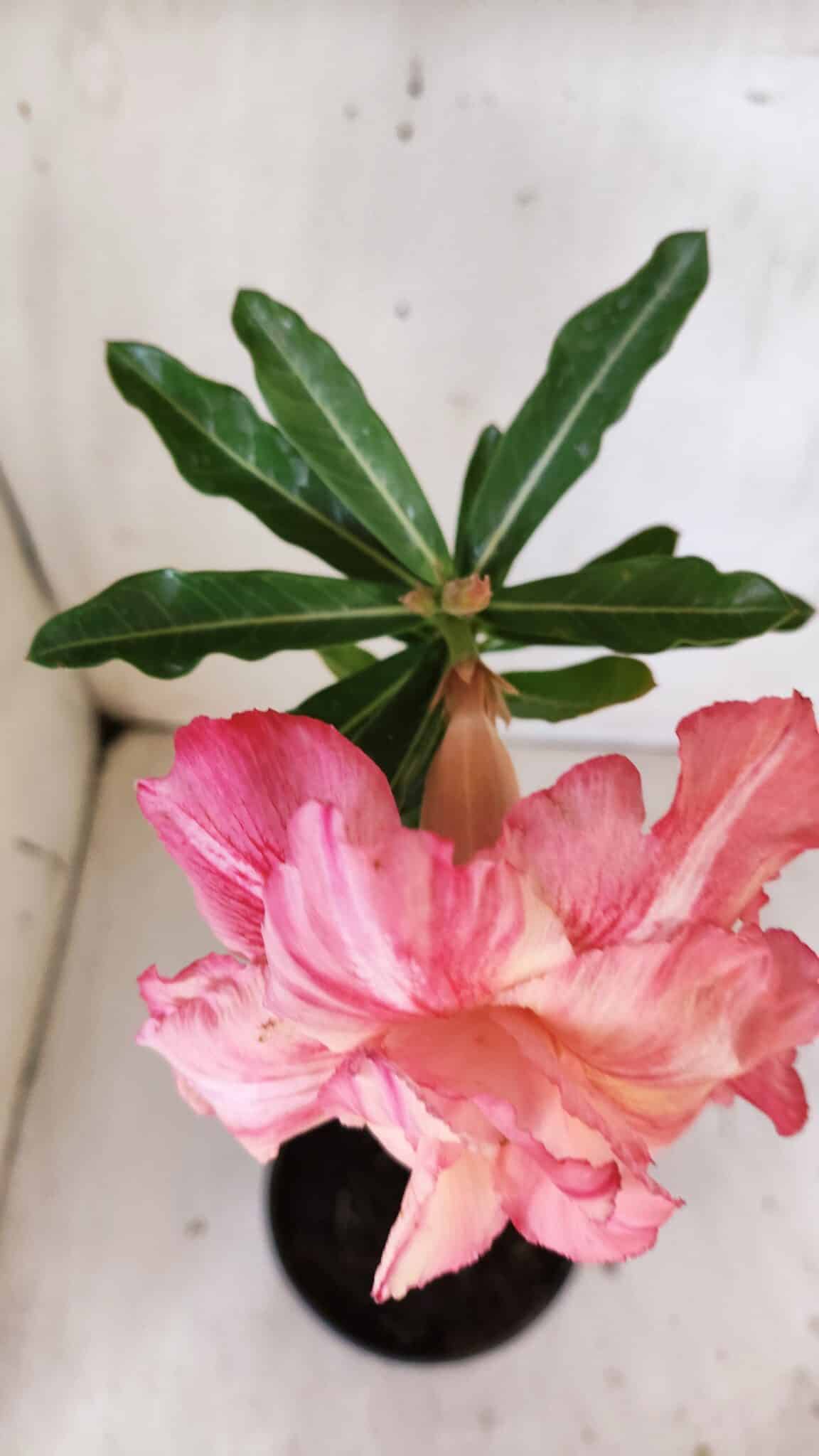 Planta Dobrada 3000 – 30cm – 02 anos