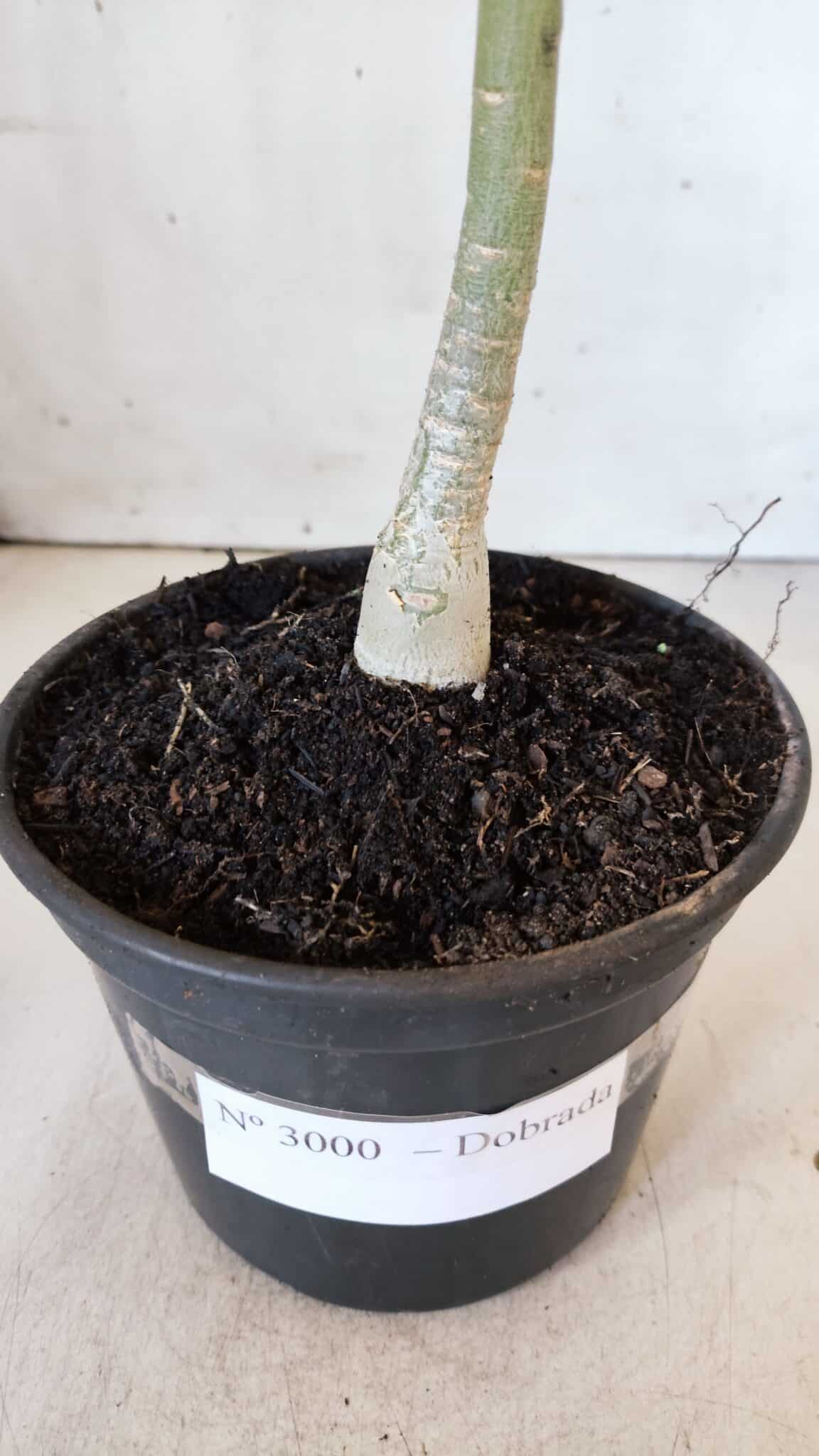 Planta Dobrada 3000 – 30cm – 02 anos