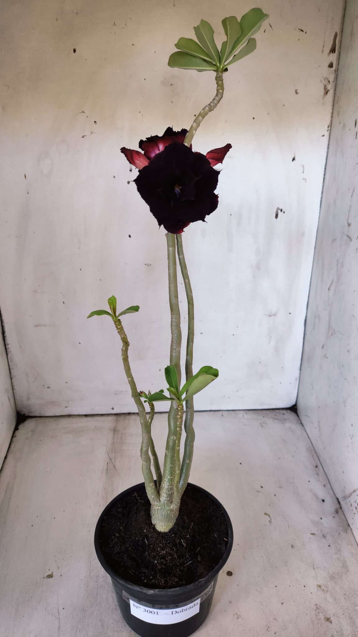 Planta Dobrada 3001 – 35cm – 03 anos