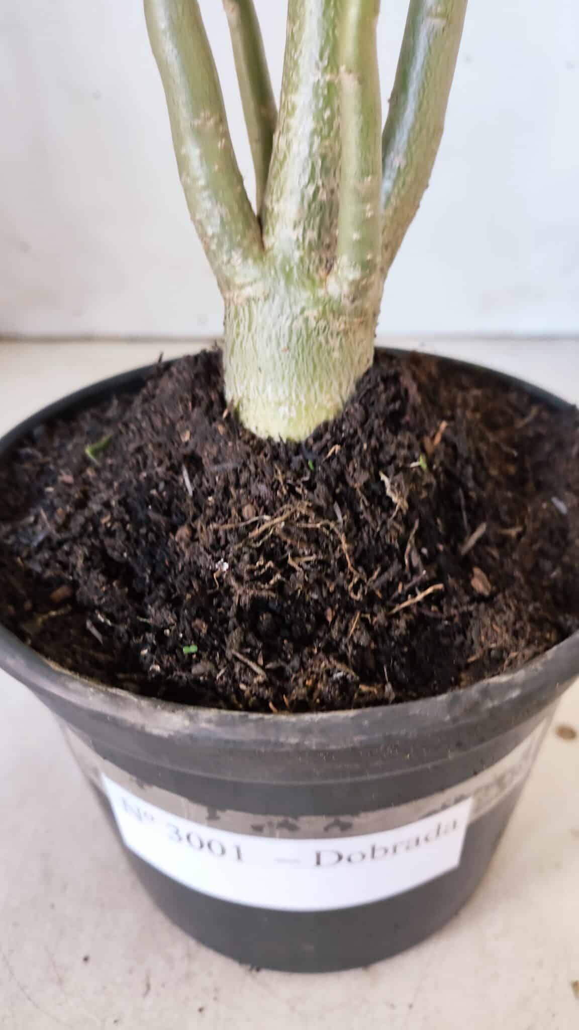 Planta Dobrada 3001 – 35cm – 03 anos