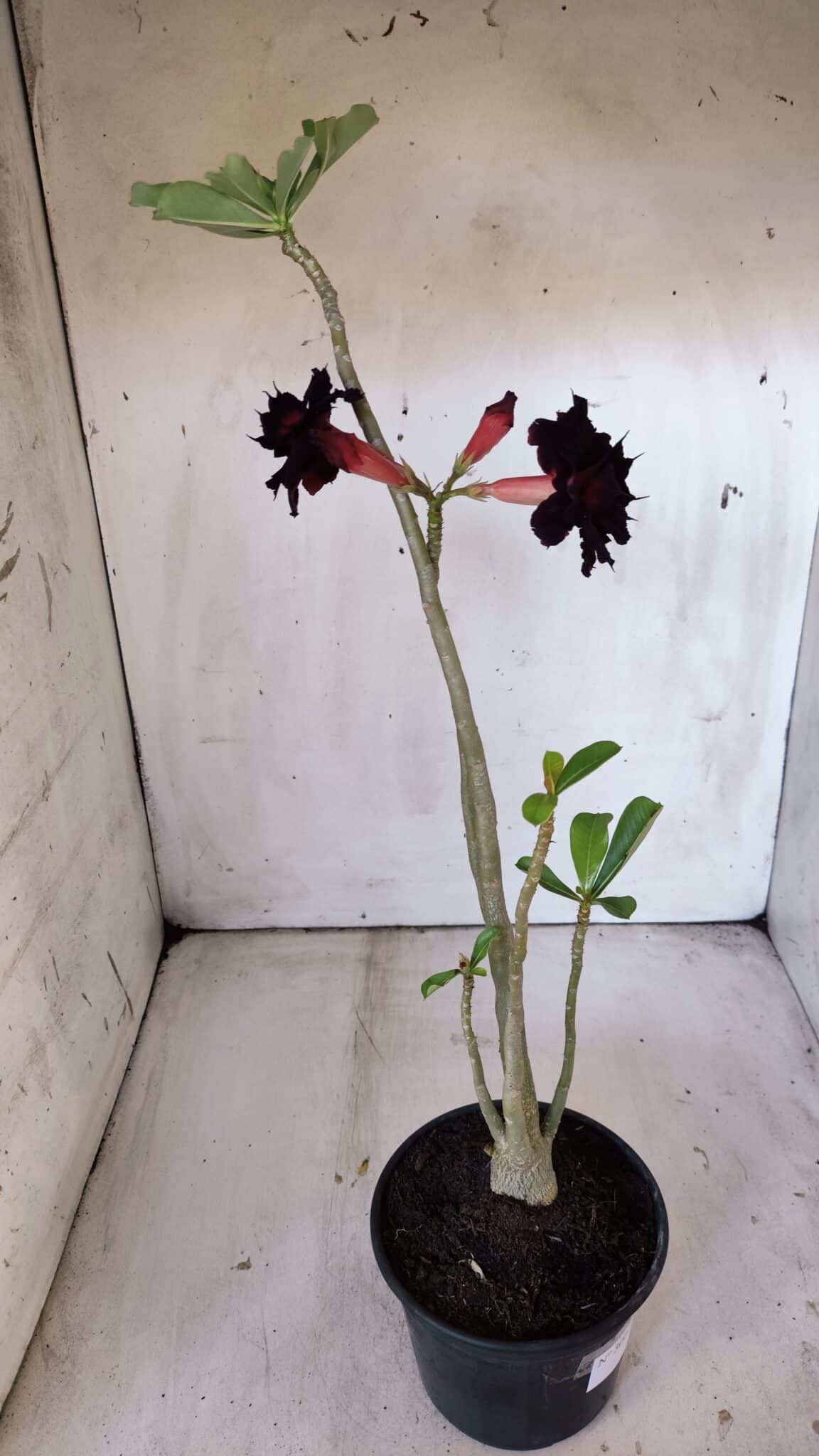 Planta Dobrada 3001 – 35cm – 03 anos