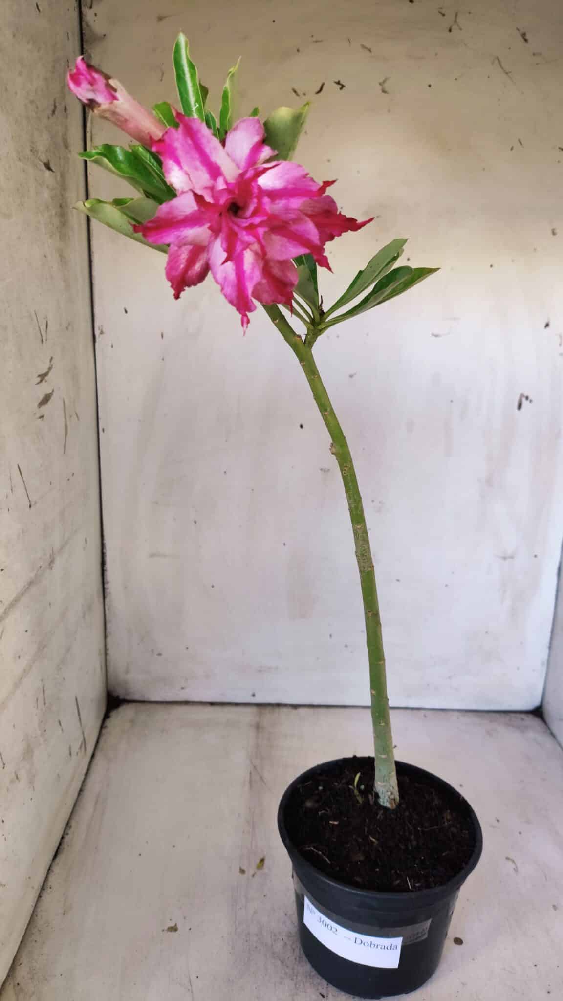 Planta Dobrada 3002 – 30cm – 02 anos