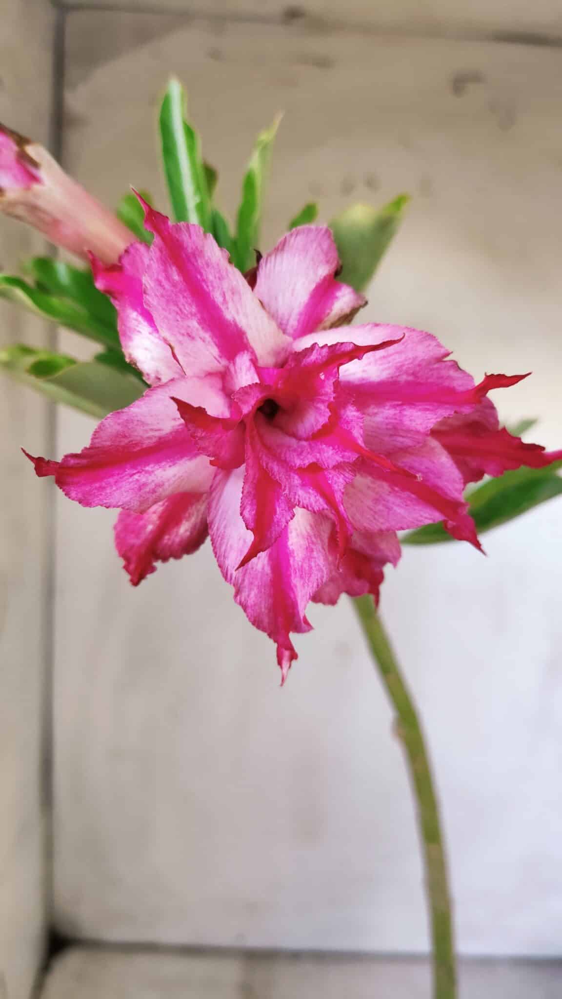 Planta Dobrada 3002 – 30cm – 02 anos