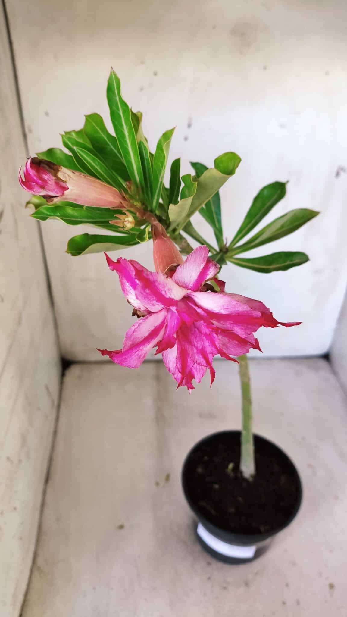 Planta Dobrada 3002 – 30cm – 02 anos