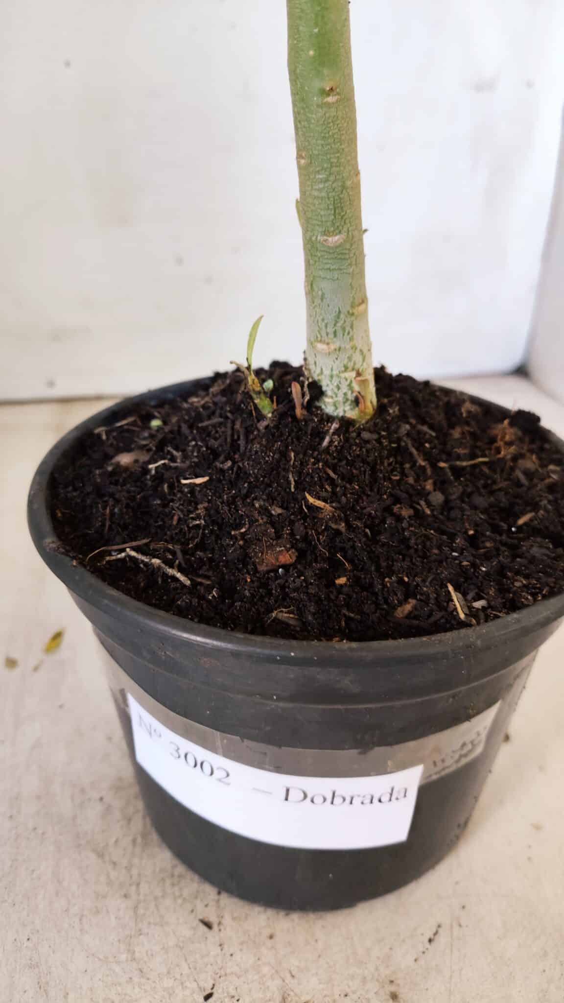Planta Dobrada 3002 – 30cm – 02 anos