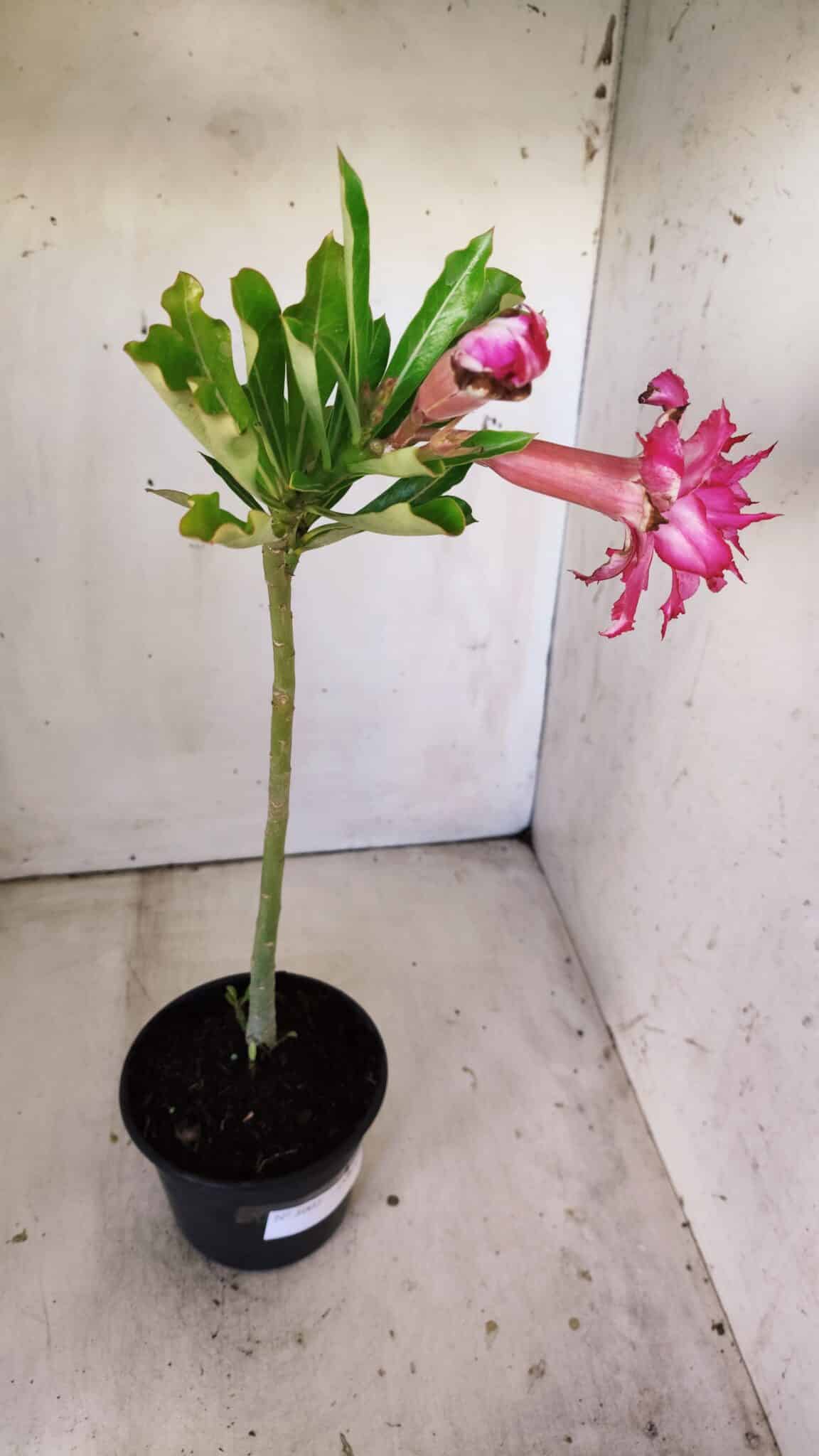 Planta Dobrada 3002 – 30cm – 02 anos