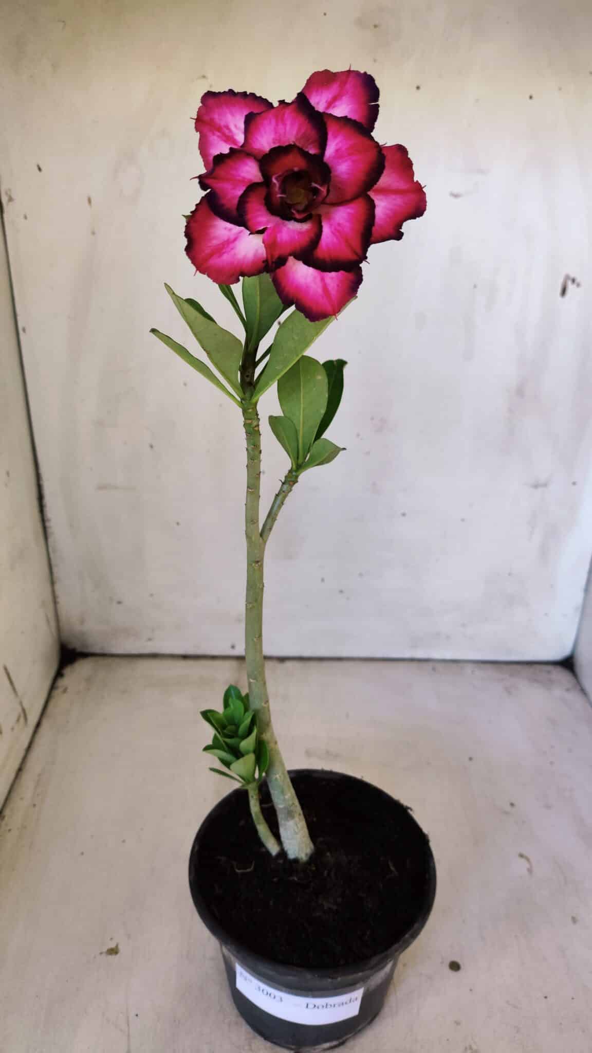 Planta Dobrada 3003 – 30cm – 02 anos
