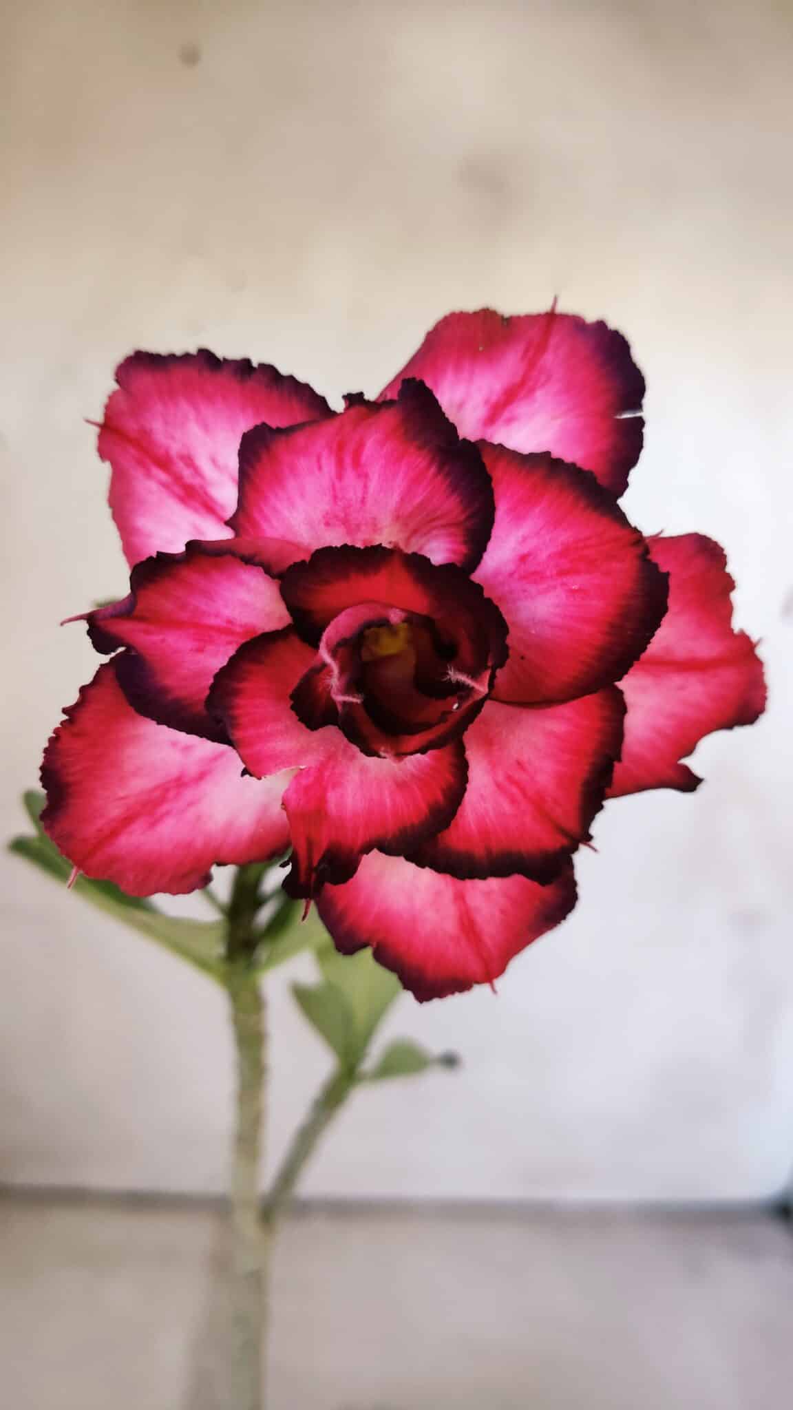 Planta Dobrada 3003 – 30cm – 02 anos