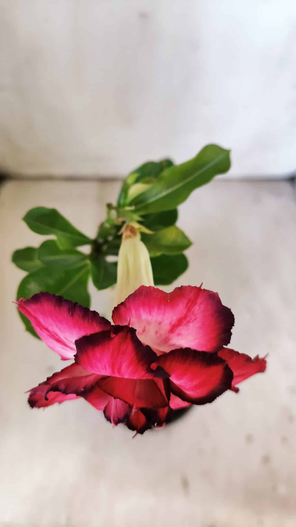 Planta Dobrada 3003 – 30cm – 02 anos