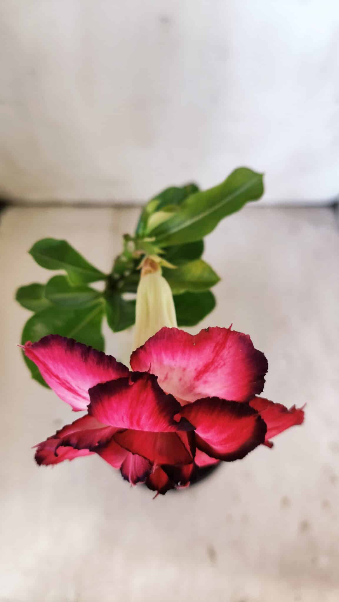 Planta Dobrada 3003 – 30cm – 02 anos