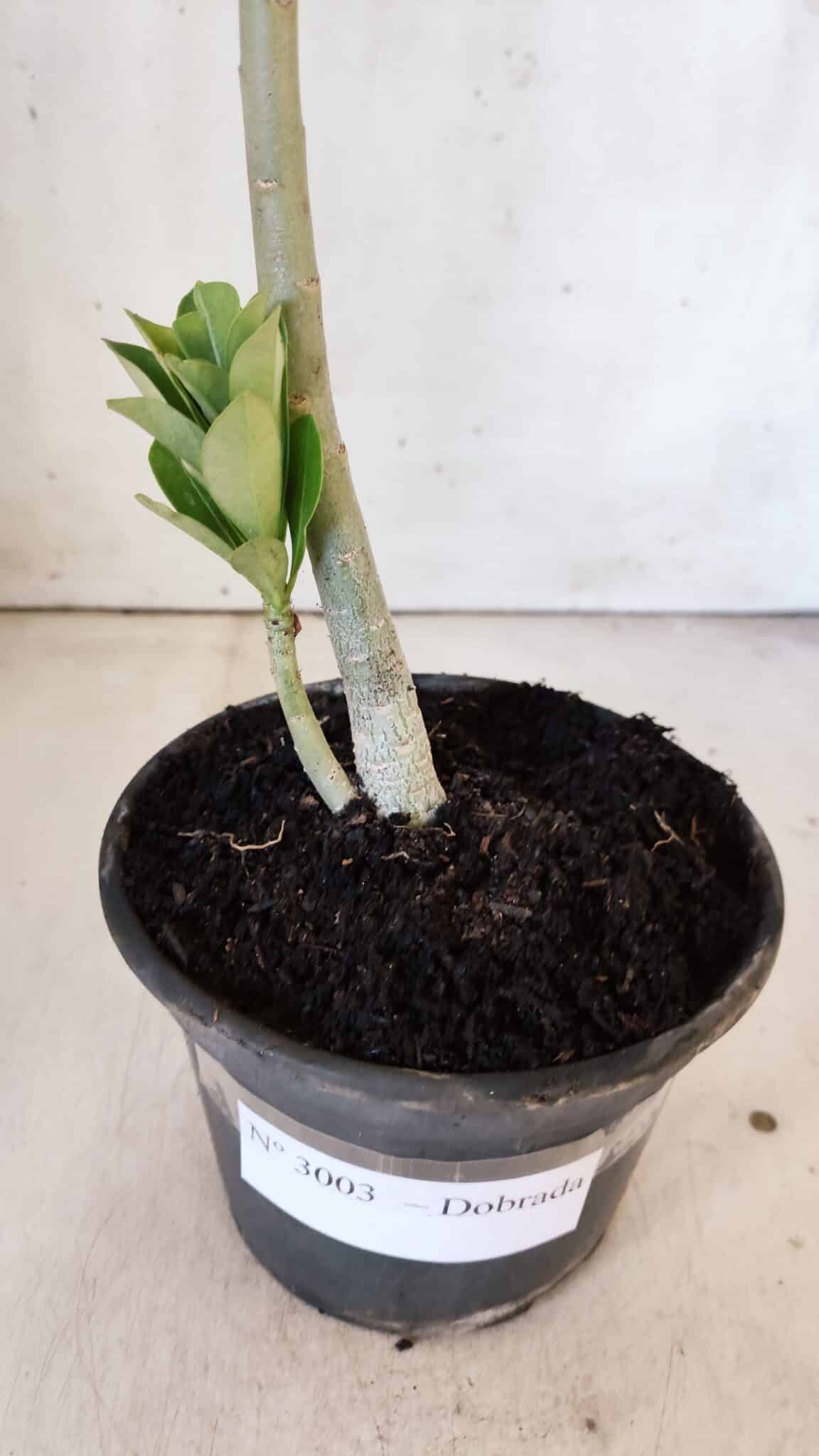 Planta Dobrada 3003 – 30cm – 02 anos