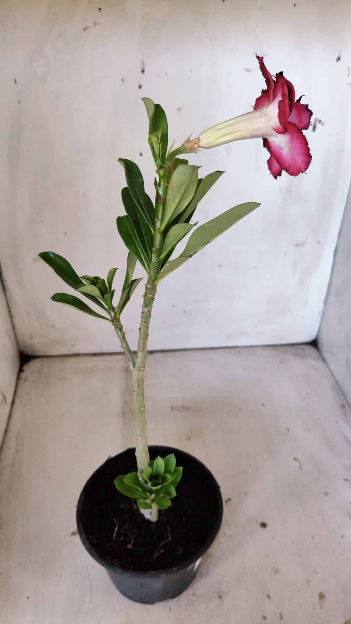 Planta Dobrada 3003 – 30cm – 02 anos