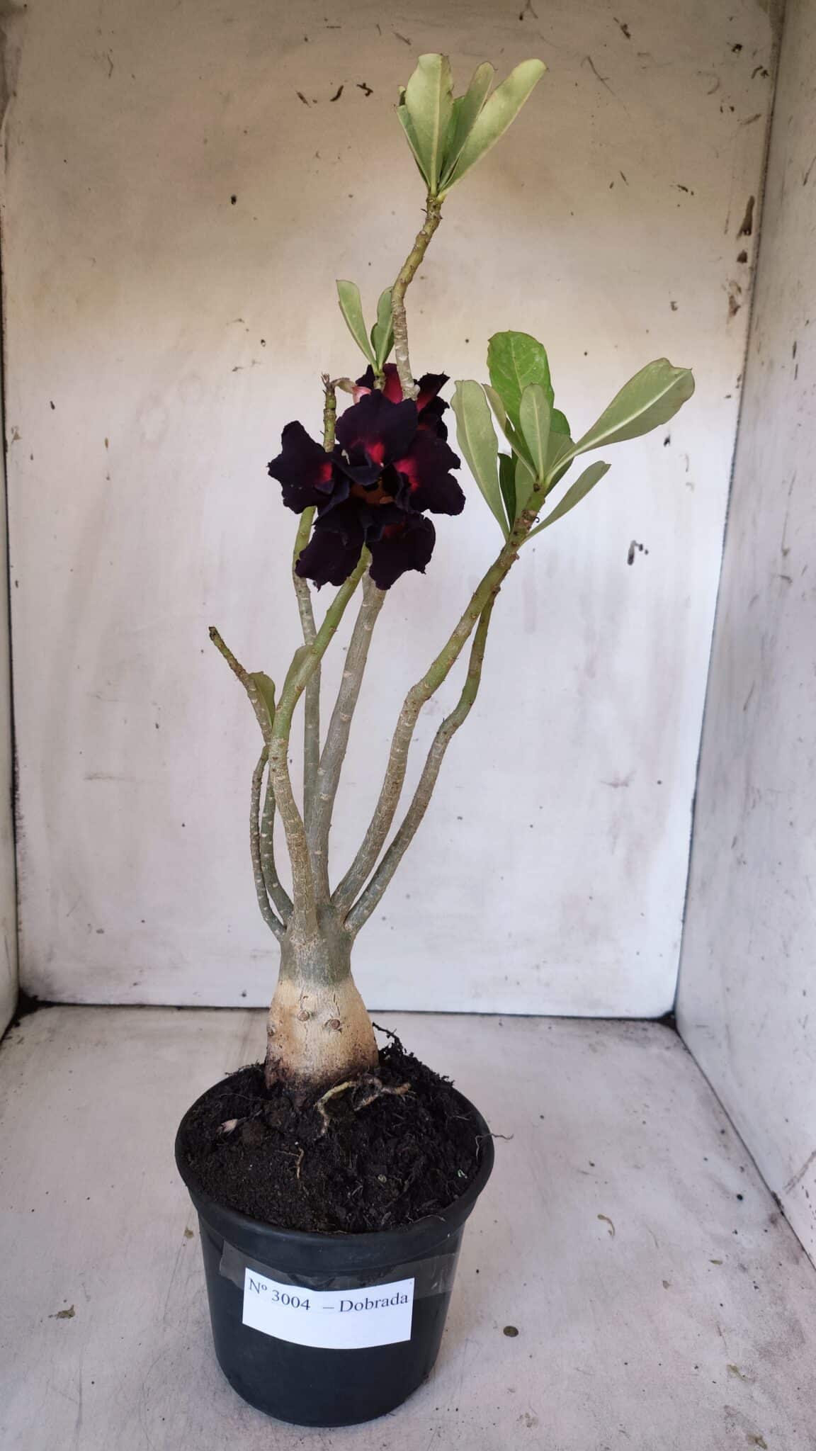 Planta Dobrada 3004 – 35cm – 03 anos