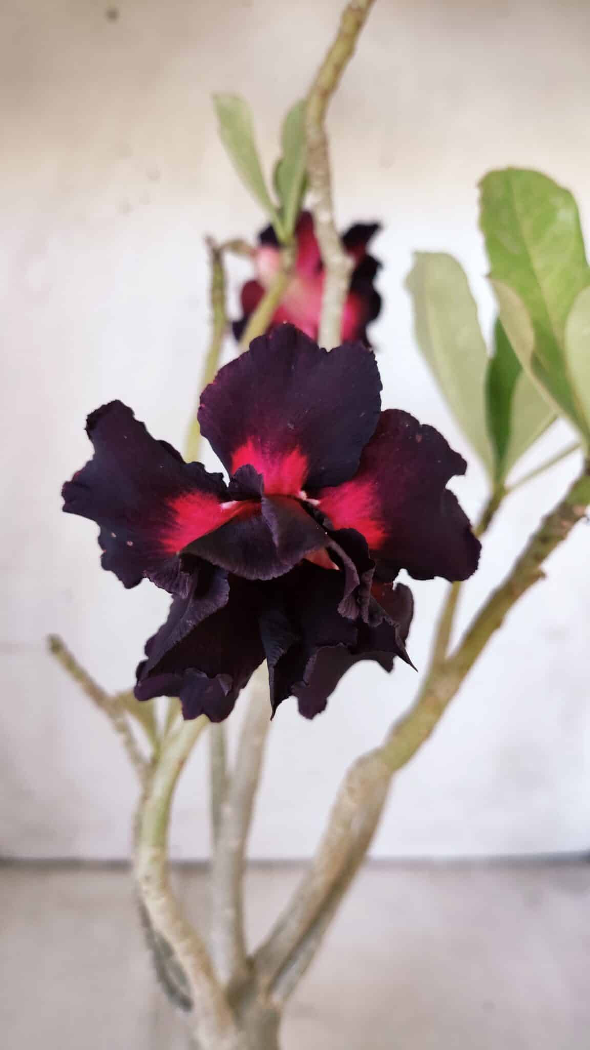 Planta Dobrada 3004 – 35cm – 03 anos