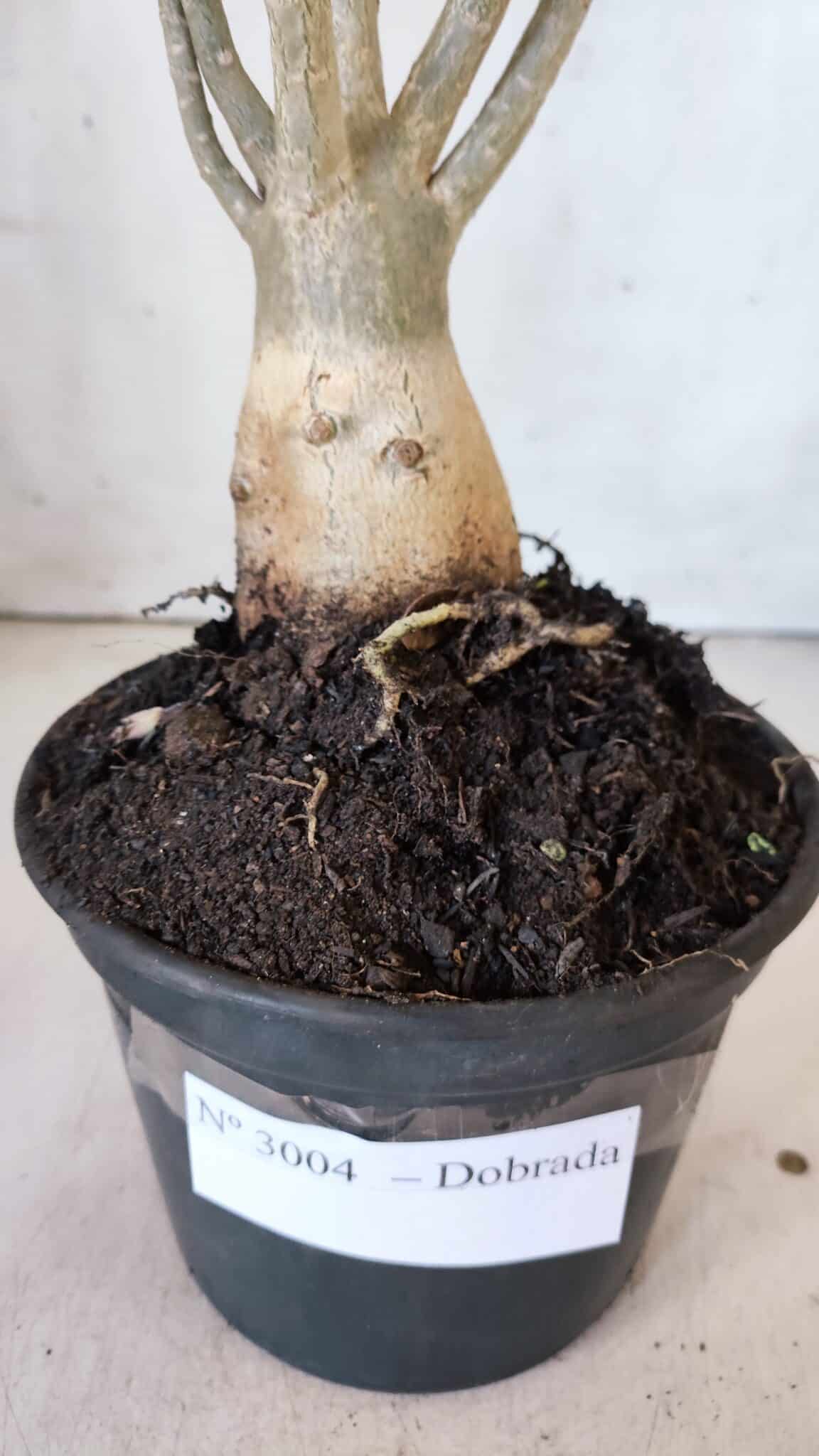 Planta Dobrada 3004 – 35cm – 03 anos