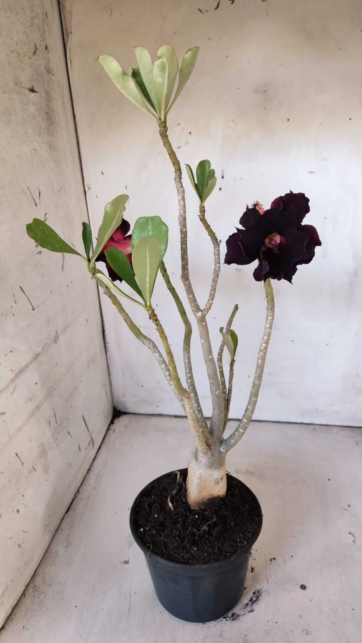 Planta Dobrada 3004 – 35cm – 03 anos