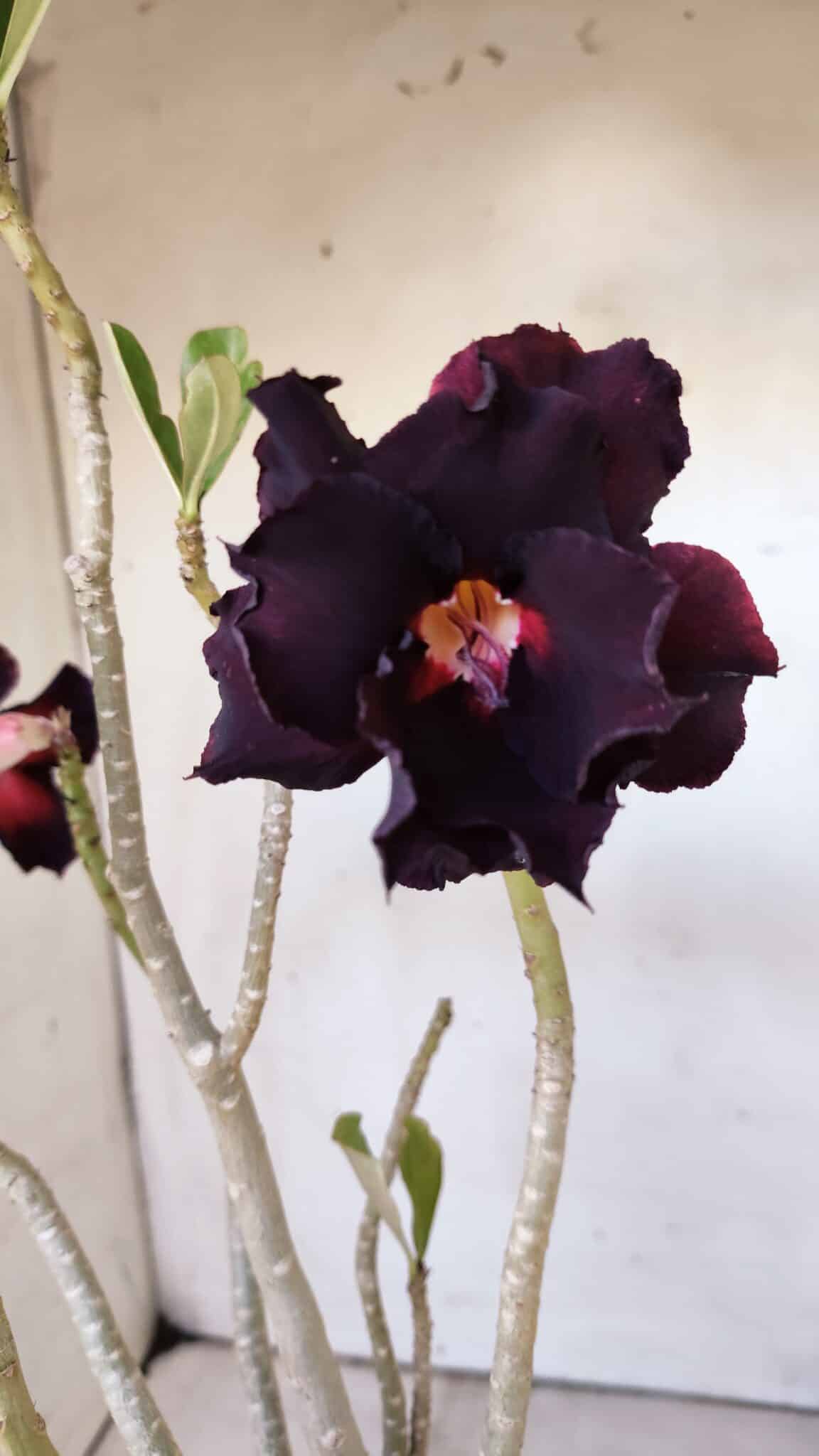 Planta Dobrada 3004 – 35cm – 03 anos
