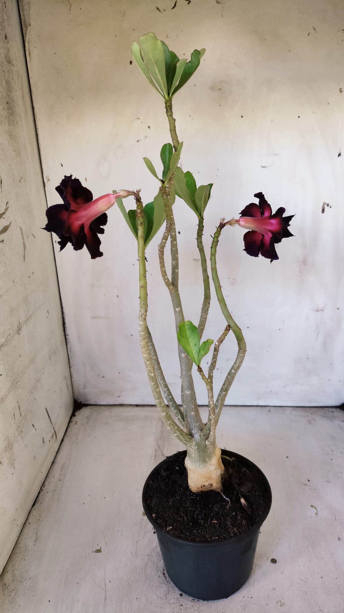 Planta Dobrada 3004 – 35cm – 03 anos