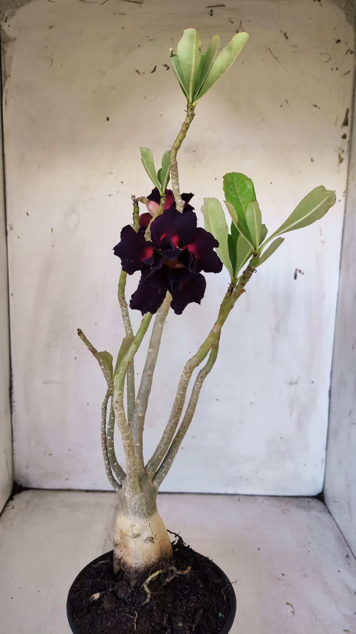 Planta Dobrada 3004 – 35cm – 03 anos