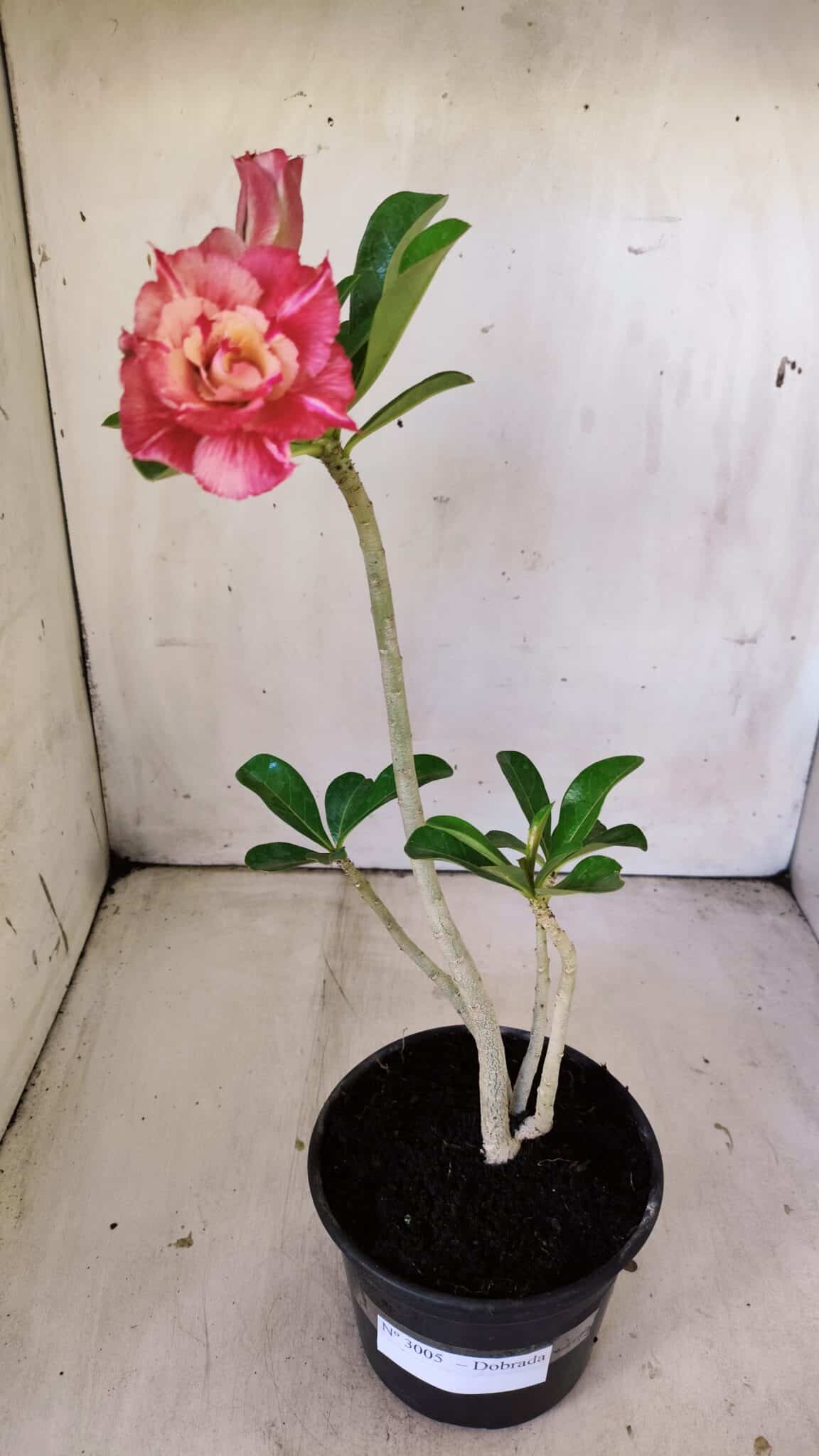 Planta Dobrada 3005 – 30cm – 02 anos