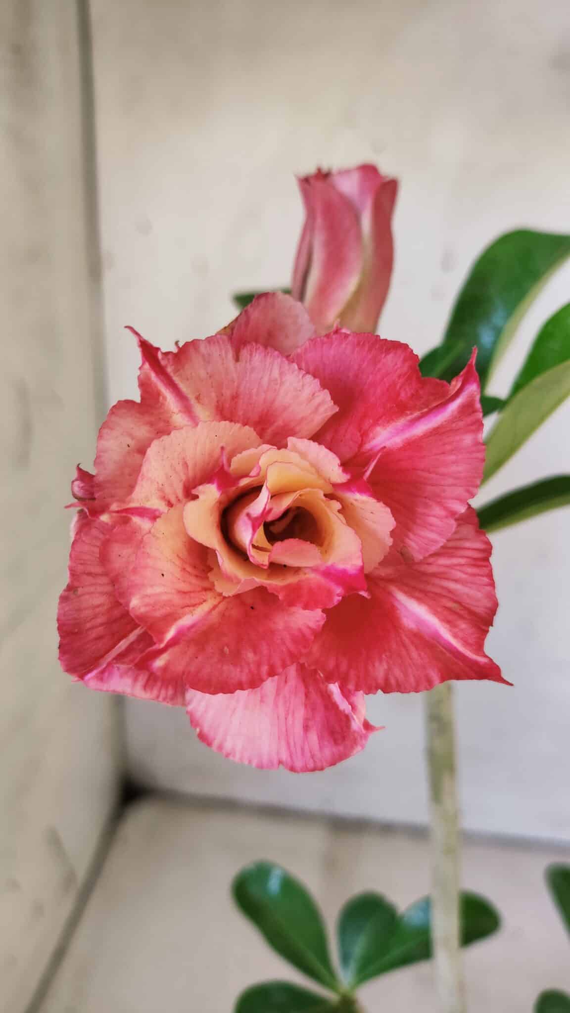 Planta Dobrada 3005 – 30cm – 02 anos