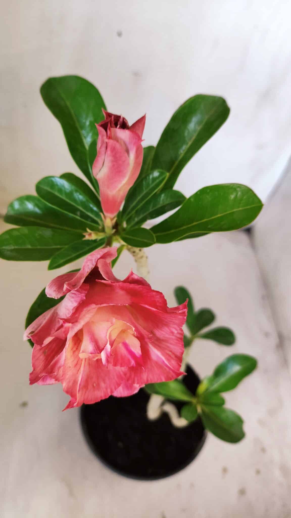Planta Dobrada 3005 – 30cm – 02 anos