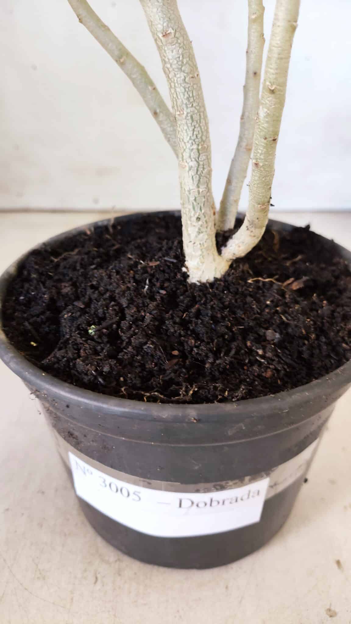 Planta Dobrada 3005 – 30cm – 02 anos