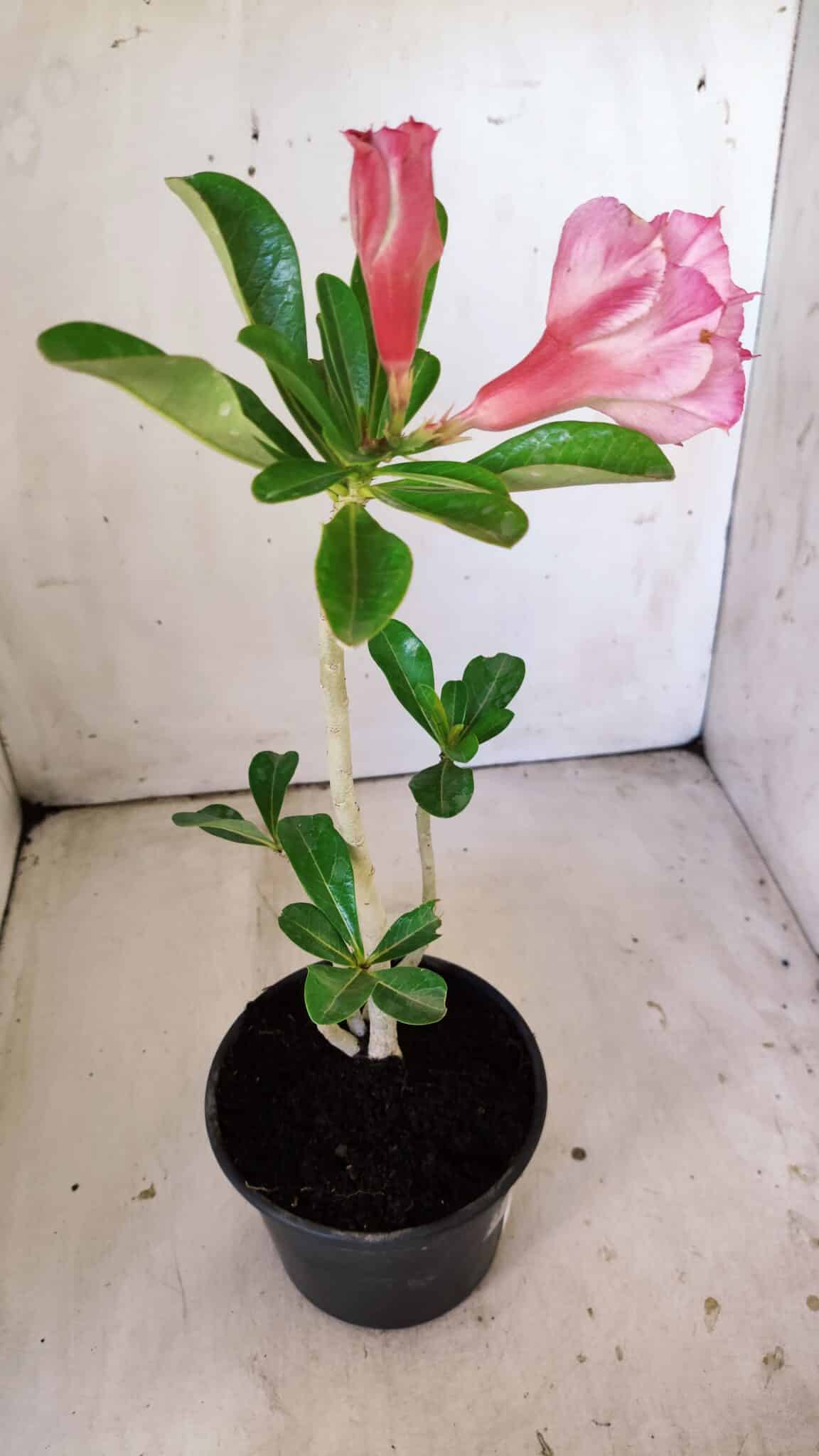 Planta Dobrada 3005 – 30cm – 02 anos