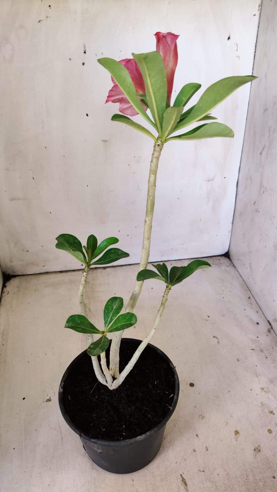 Planta Dobrada 3005 – 30cm – 02 anos