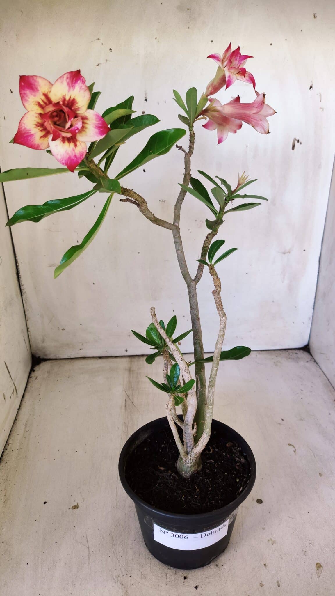 Planta Dobrada 3006 – 30cm – 02 anos
