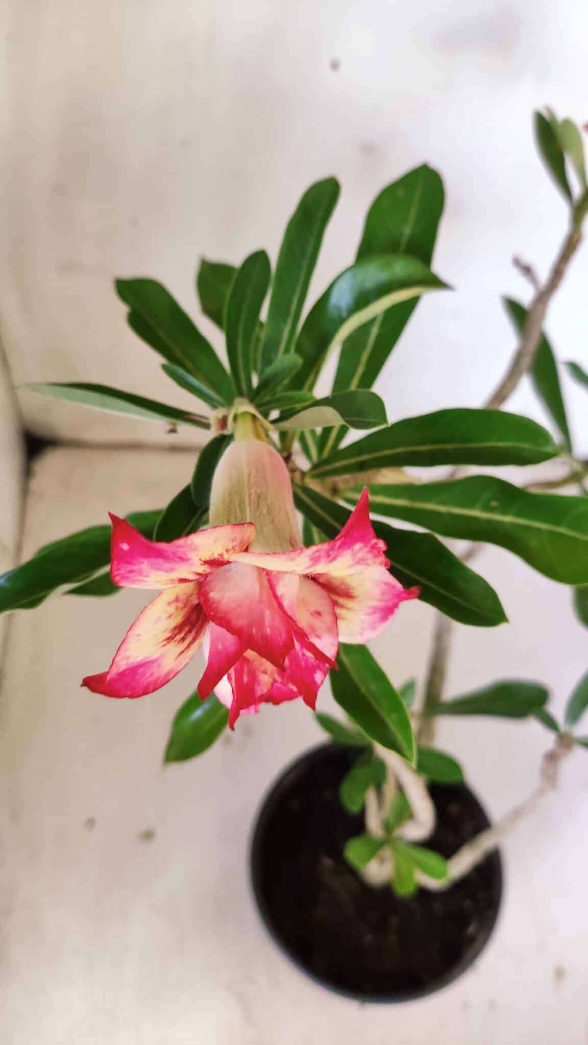 Planta Dobrada 3006 – 30cm – 02 anos