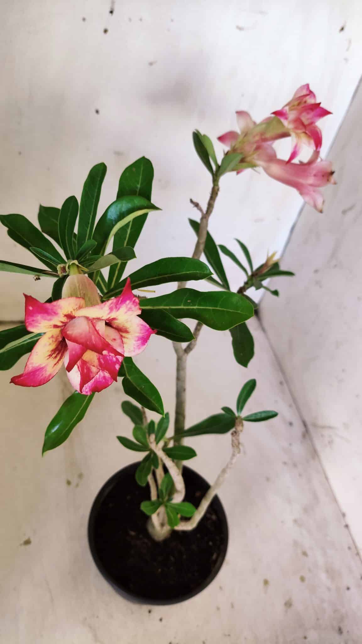 Planta Dobrada 3006 – 30cm – 02 anos