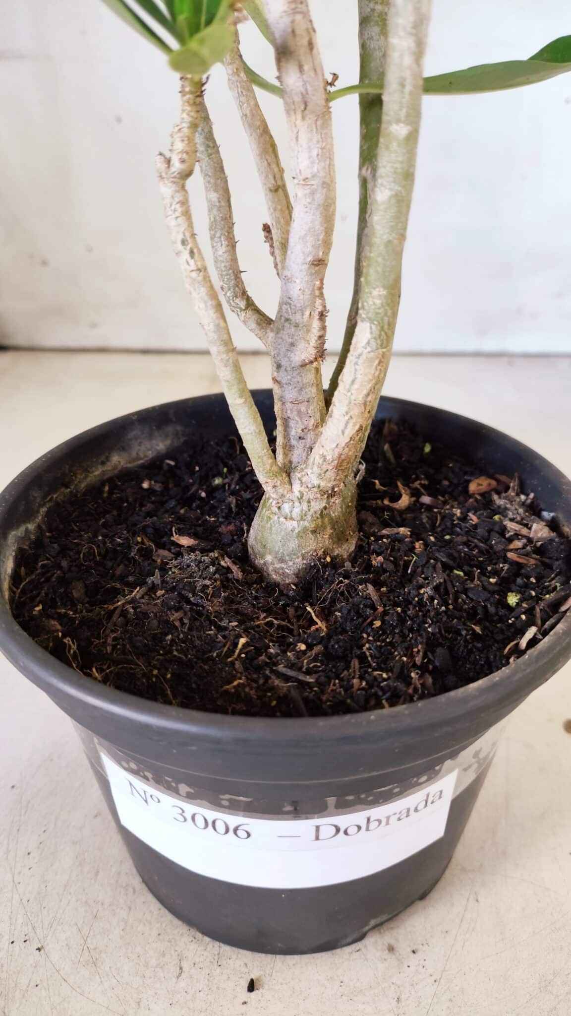 Planta Dobrada 3006 – 30cm – 02 anos