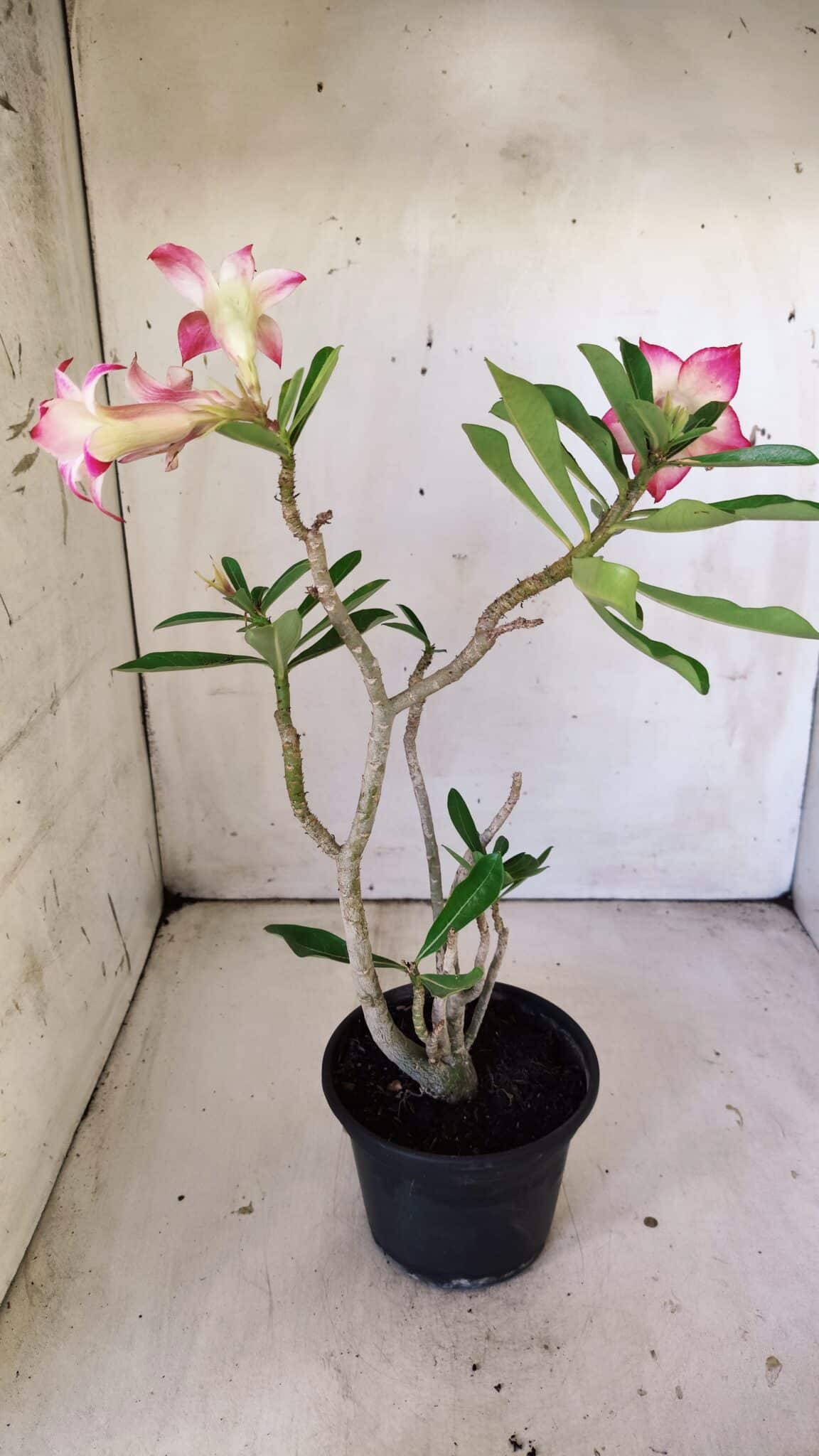 Planta Dobrada 3006 – 30cm – 02 anos