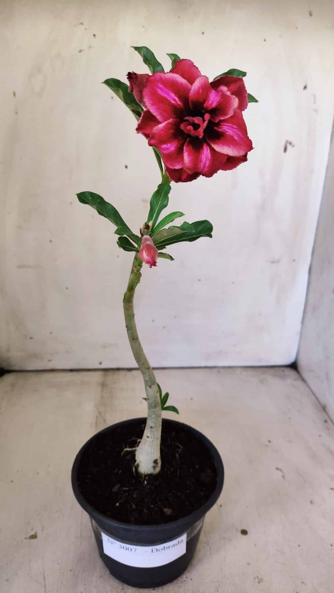 Planta Dobrada 3007 – 30cm – 02 anos