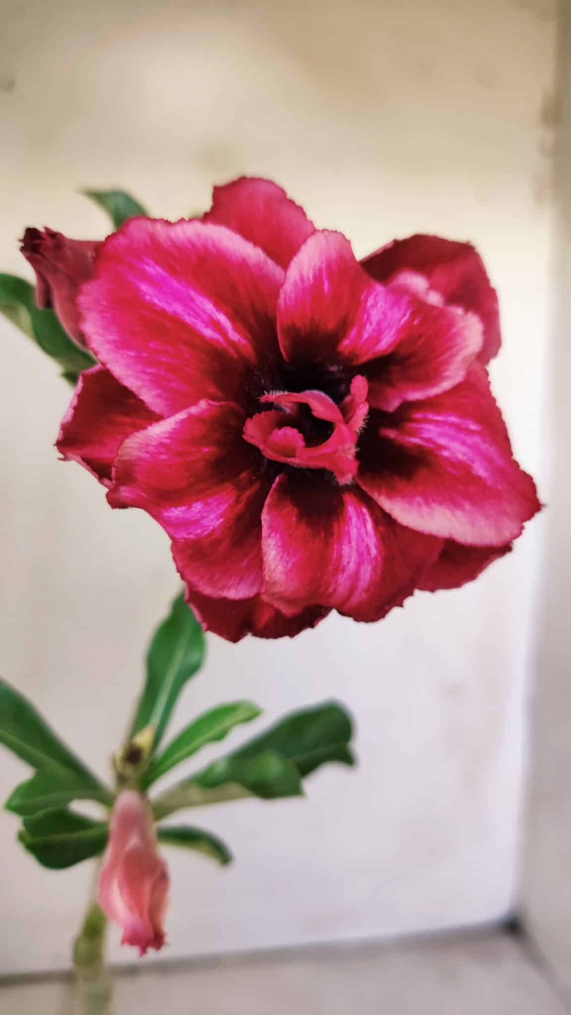 Planta Dobrada 3007 – 30cm – 02 anos