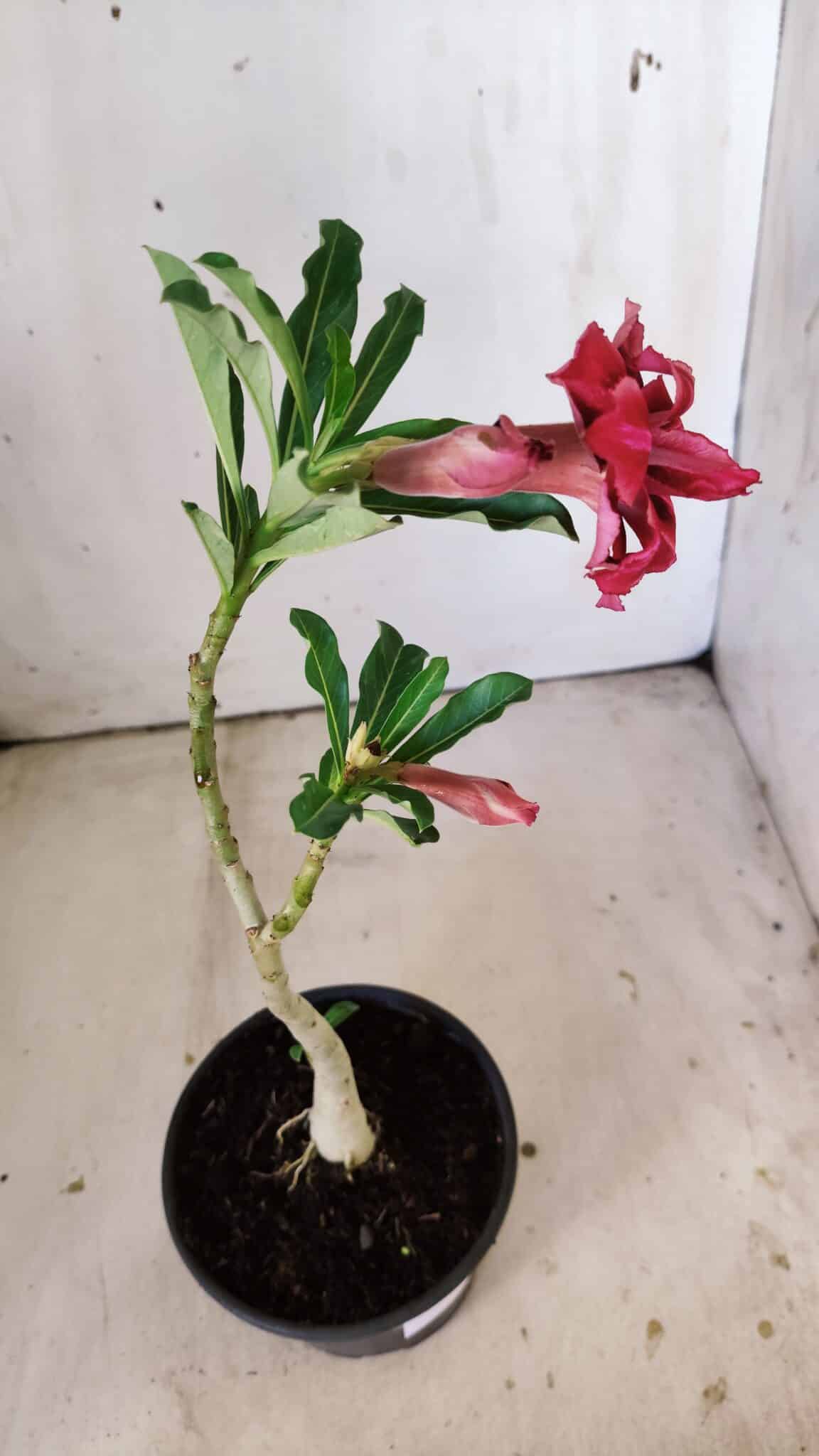 Planta Dobrada 3007 – 30cm – 02 anos