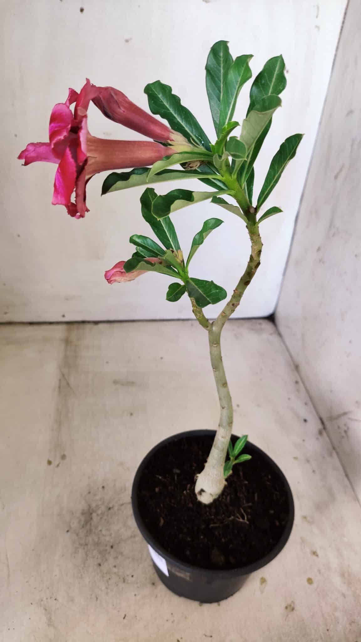 Planta Dobrada 3007 – 30cm – 02 anos