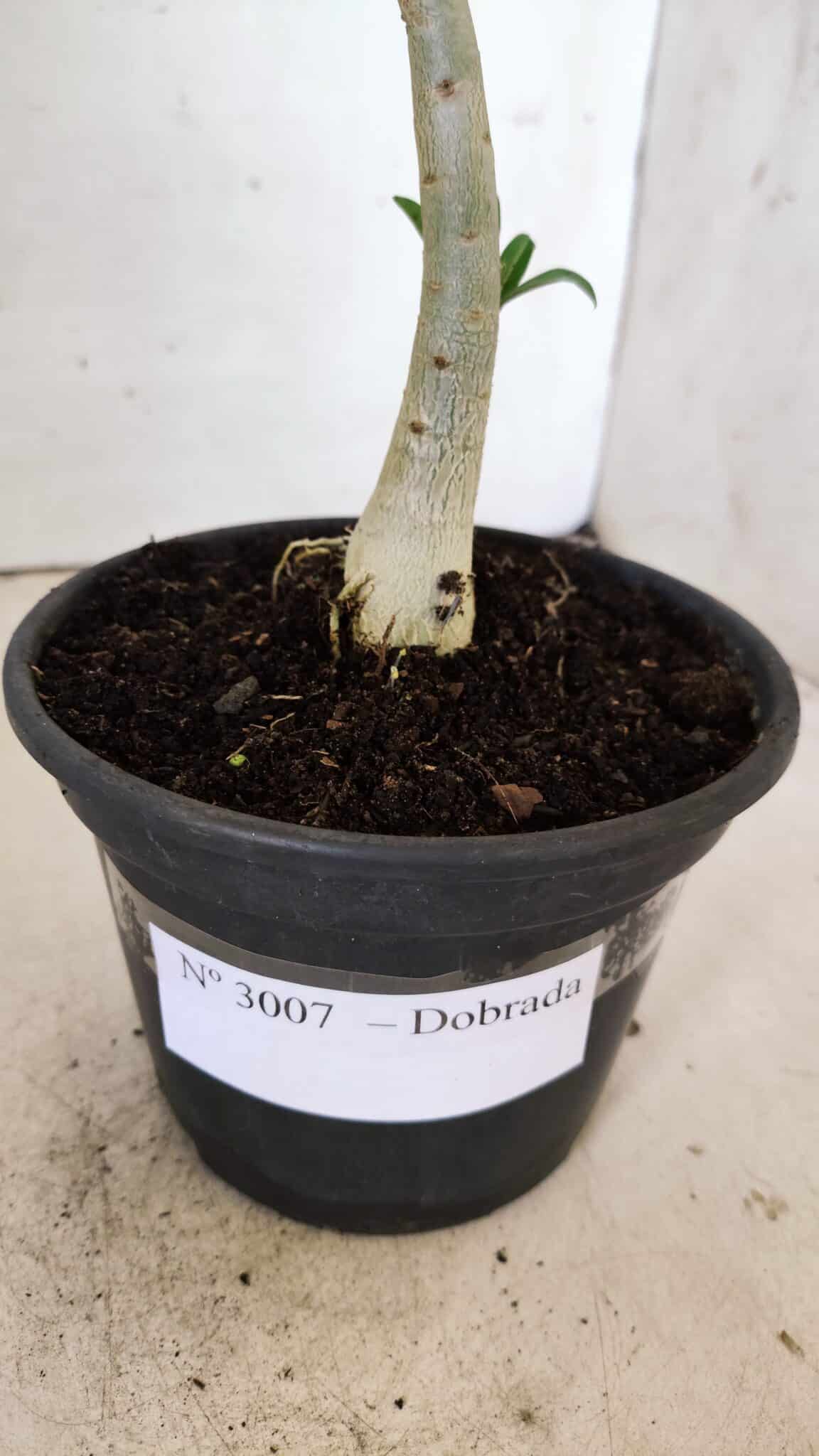 Planta Dobrada 3007 – 30cm – 02 anos