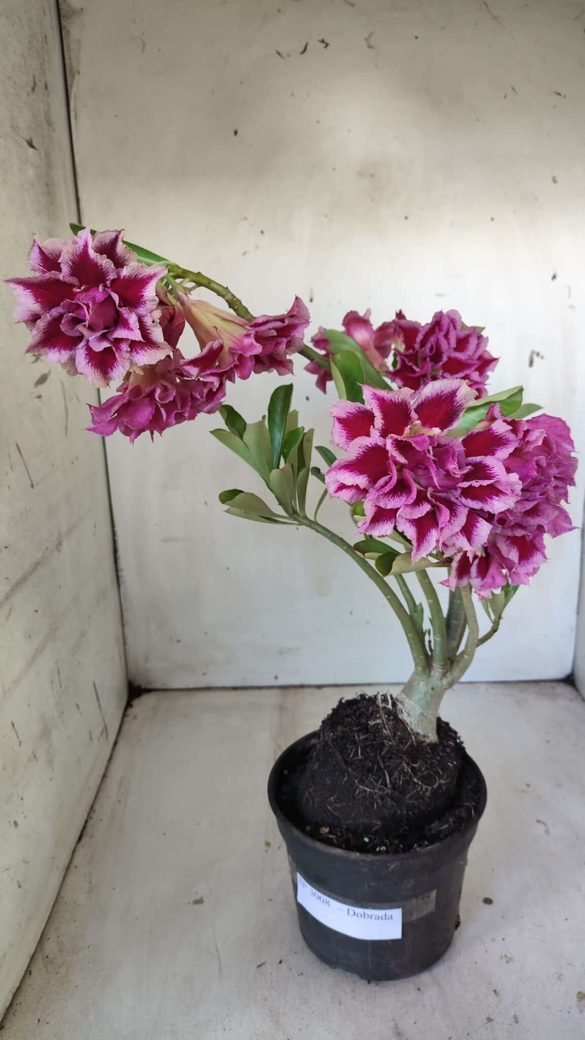 Planta Dobrada 3008 – 35cm – 03 anos (cópia)