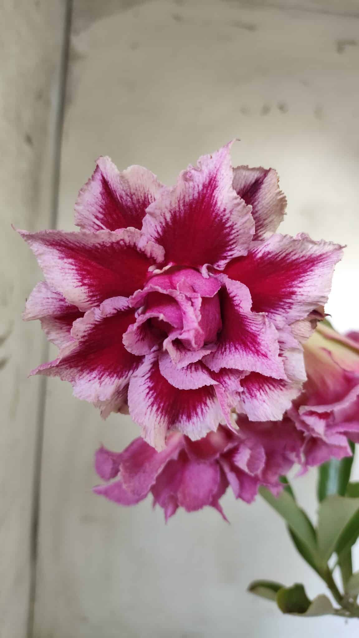 Planta Dobrada 3008 – 35cm – 03 anos