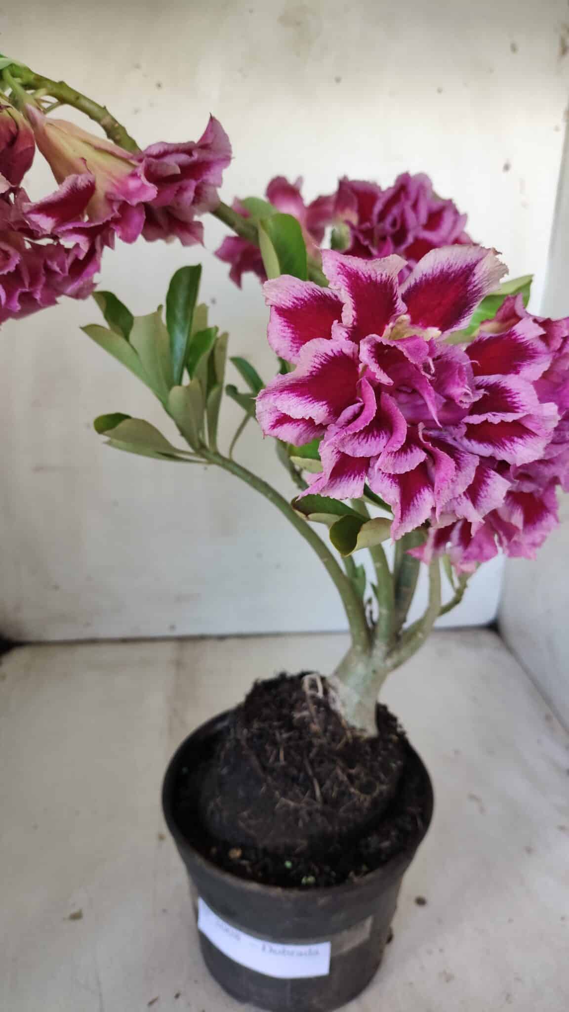 Planta Dobrada 3008 – 35cm – 03 anos