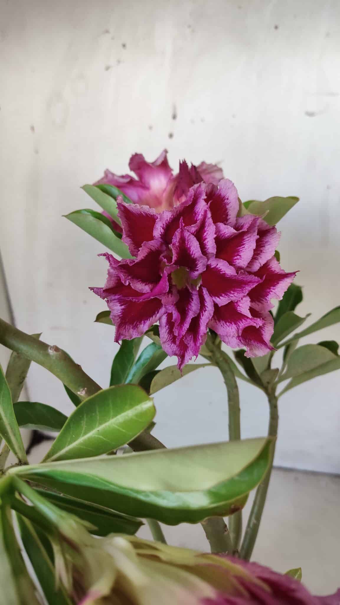 Planta Dobrada 3008 – 35cm – 03 anos (cópia)